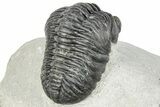 Curled Pedinopariops Trilobite - Mrakib, Morocco #287670-4